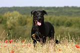 BEAUCERON 725